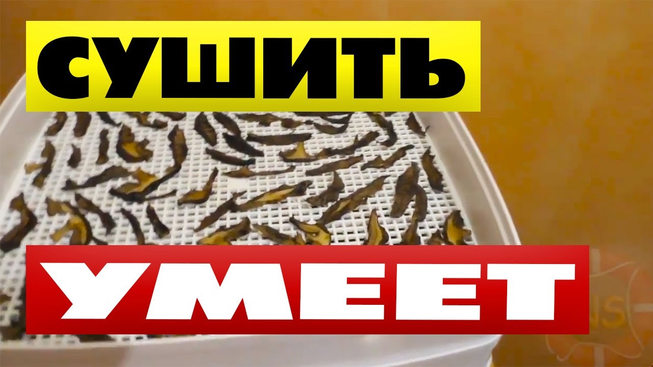 Сушилка для грибов и ягод Дива Люкс отзыв Сушить грибы в электросушилке ...