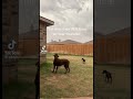 Their first time hearing thunder