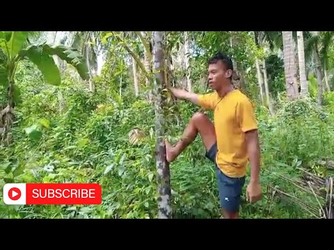 V013 | Umakyat kami sa bundok para kumuha ng Saging at Batuwan | Seduco