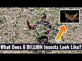 What Does An 8 BILLION Strong Insect Army Look Like?