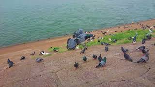 High flying Pigeons at river || High flyer pigeons in world || Most high flying Kabootar