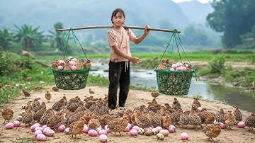 How to Make Wild Quail Trap - Ancient Methods to Modern Sanctuary - Harvesting 1000+ HUGE Quail!