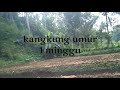 kangkung umur 1minggu