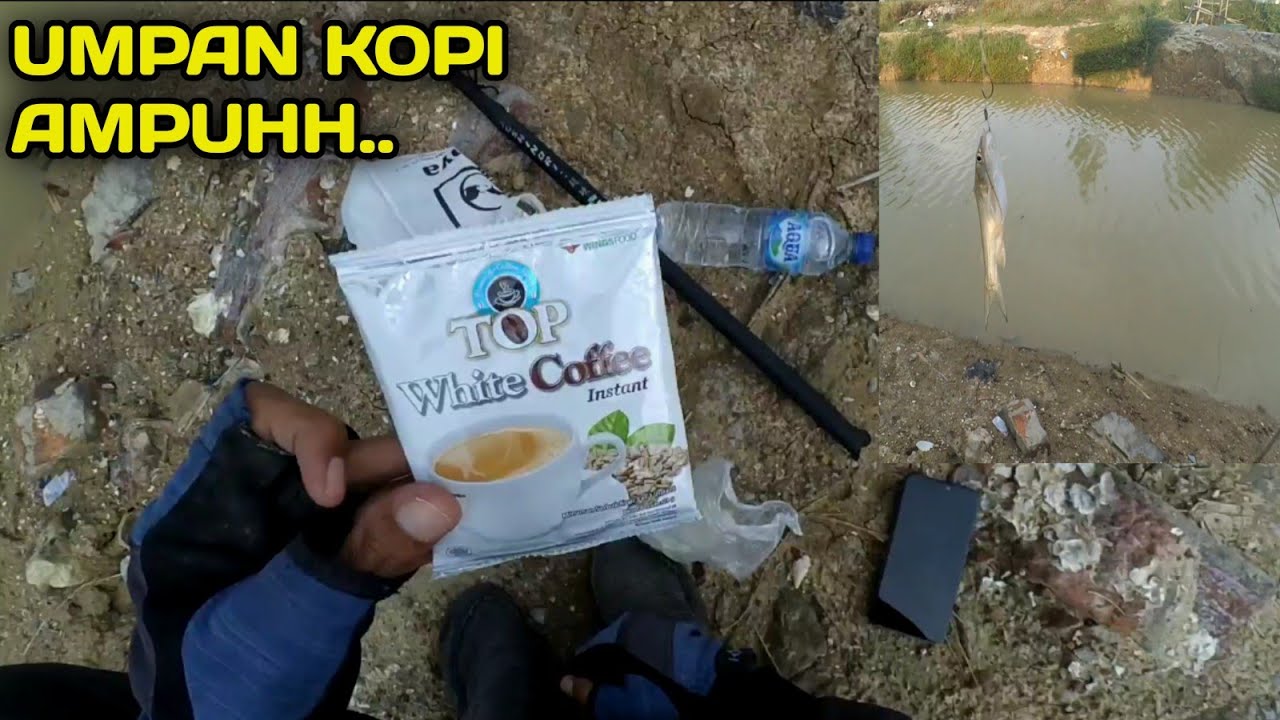 MANCING BELANAK,pakai umpan kopi
