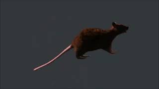 Spinning rat but it's aggressively fast