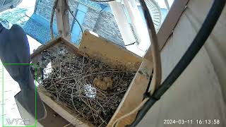 2nd Eurasian Collared Dove Nesting 2024 by Ronald Hunt 171 views 2 months ago 2 minutes, 55 seconds