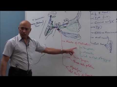 Trigeminal System - Neuroanatomy