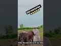 Old Man Farming with Oxen | Village Life Reality🥺 This Farmer's #shortvideo