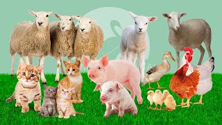 Sons de Animais da Fazenda - Ovelha, Gatinho, Porco, Galo, Patinho | SONS RELAXANTES