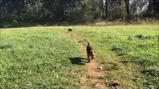 Playing fetch with a couple of Welsh Terriers