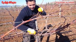 تقليم العنب, وقت تقليم العنب Grapvine pruning
