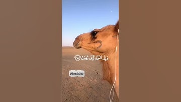 أفلا ينظرون إلى الإبل كيف خلقت تلاوة القارئ عبدالرحمن مسعد سورة الغاشية حالات_واتس_دينية قران_كريم