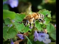 Blue Sky Science: How do bees make honey?
