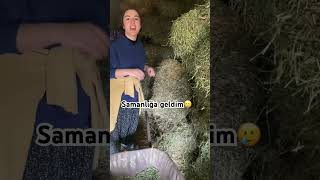 Hayvanlarıma Yem Almaya Geldim. Öy Öyhayatı Çi Çe