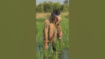 Nhà Đất Chính Chủ | Cắm câu cá lóc mùa lũ #shorts ,#nhadatchinhchu ,#batca ,#mientay ,#cauca