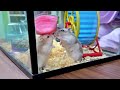 Beli Hamster Lucu