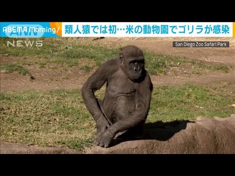 ゴリラも感染 類人猿で初 米動物園の2頭が陽性 21年1月13日 Youtube