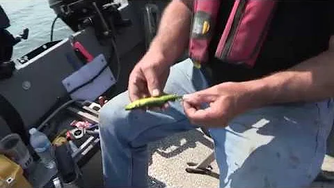 How to snell a 3 hook setup and rig whole herring ...