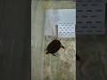 換了新曬台小斑龜游的超興奮 / Ob-La-Di, Ob-La-Da #斑龜日常 #turtle #pets #cute #funny