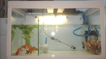 Thiết kế hồ cá đẹp/ thiên đường cá cảnh