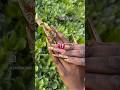 I Ve Been Hungry Lately Nails Shiningnails Nailart Nailtech Pinknaildesigns I Ve Been Hungry Lately Nails Shiningnails Nailart Nailtech Pinknaildesigns