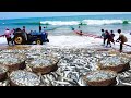 Wow!! Commercial Mullet Trawling Net, Catch Hundreds Tons Fish on the Beach