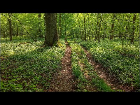 Balade En Foret Printemps 2023 05 02 4K