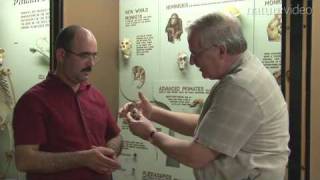 A piece in the monkey puzzle: by Nature Video