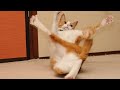 WTF moments of cats and dogs!