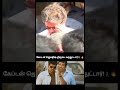ஸ்மால் தத்திகுலாம் இது சுட்டு போட்டாலும் வராது !🙄 | today cm vijay inspection in secratriat