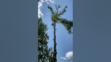 Today is high #treework #tree #rigging #climber #climberlife #climb #climbhigh #higher #stihl