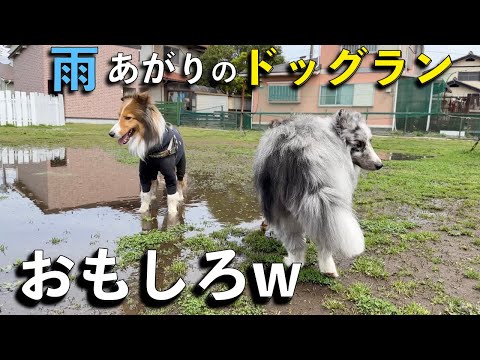 どろんこの犬たちが面白いw【シェルティオフ会】