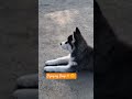 Tasha enjoying sunlight #vlog #cute #dogbreed #dogtype #husky #huskydog #pets #funnyshorts