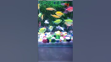 Fish / Cá cánh buồm/ Cá vàng bơi #aquarium #cávàng #concá #cácảnh