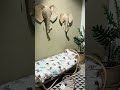 Dschungel Zimmer | Babypark