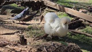 The Silkies Chickens. Australia.