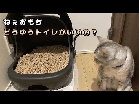猫にとって本当におすすめのトイレって?子猫のトイトレも視野に入れて悩み中。。。