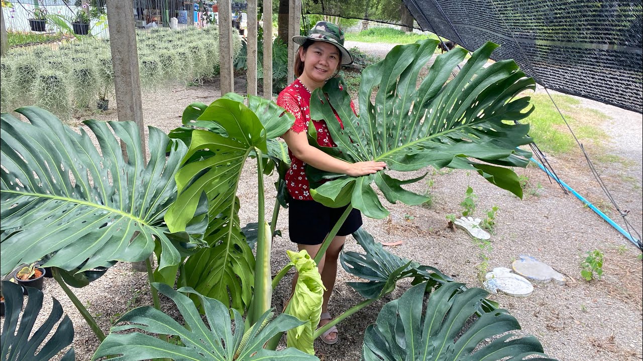 มอนสเตอร่าขยายพันธุ์อย่างไรทำเงินได้