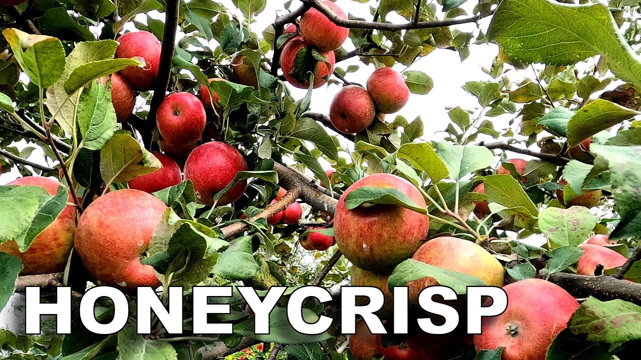 Honeycrisp Apple Information: Learn About Growing Honeycrisp