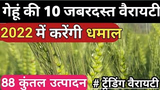 Wheat Top 10 variety 2022। गेहूं की सबसे पैदावार देने वाली वैरायटी |gehu ki best variety । top gehu