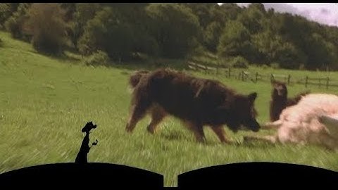 Timon and Pumbaa Interrupt 6 Babe