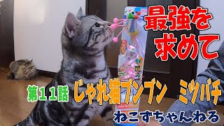 【最強の猫じゃらしを求めて】第１１話　キャティマン　じゃれ猫ブンブン　　ミツバチ　ねこずちゃんねる399 #猫 #ねこ #cat #猫じゃらし