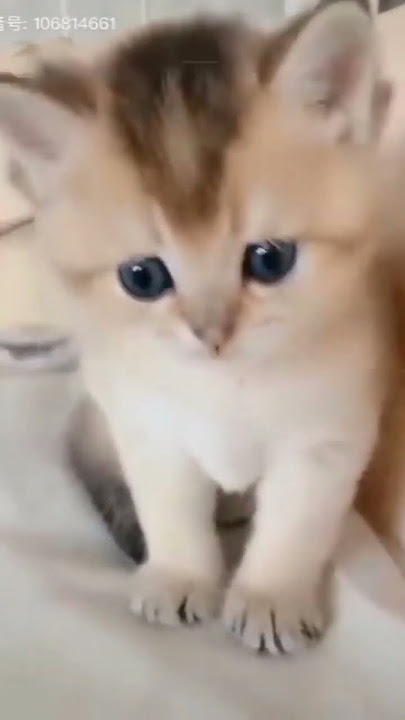 cute cat video Kore nani Kore nani neko #shorts #korenani