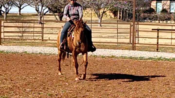 Traci Roy on Scarlett