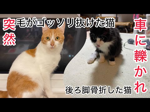 猫田さん 猫多頭飼いの日常 - YouTube