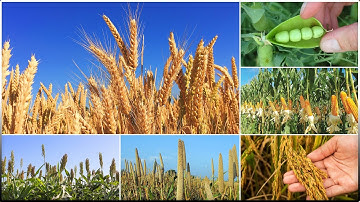 Major Crops in India - Rice, Wheat, Millets, Maize, and Pulses