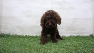 Coo&RIKU　No.00735973 Ｔ・プードル