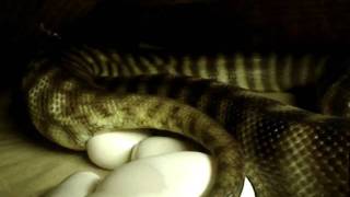 Woma laying eggs Net Worth