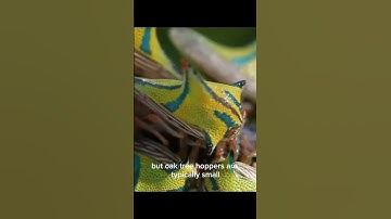 Oak Tree Hopper #shorts