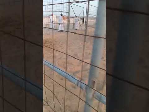 ھباش العاصفه